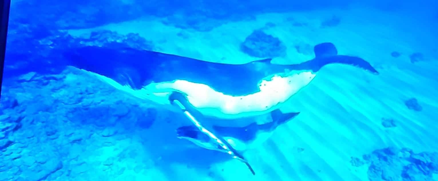 Les gardiennes de la planète